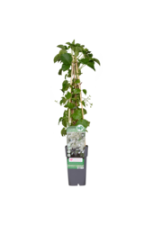 Hortensja pnąca Petiolaris