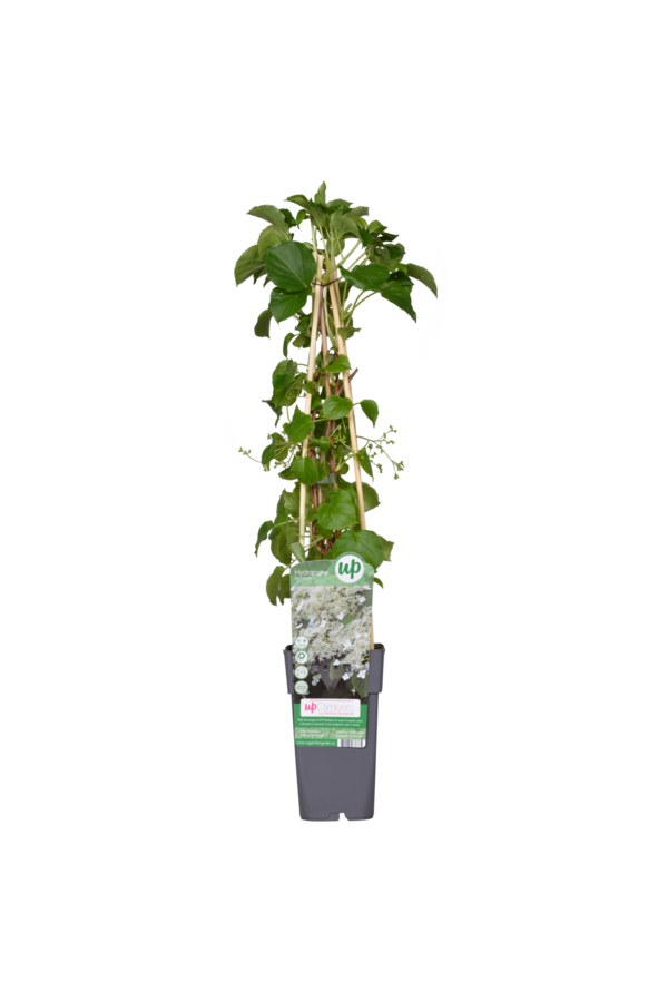 Hortensja pnąca Petiolaris