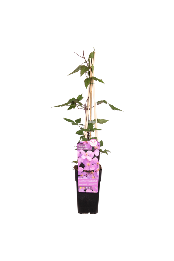 Powojnik drobnokwiatowy Rubens