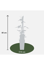 Powojnik drobnokwiatowy Rubens