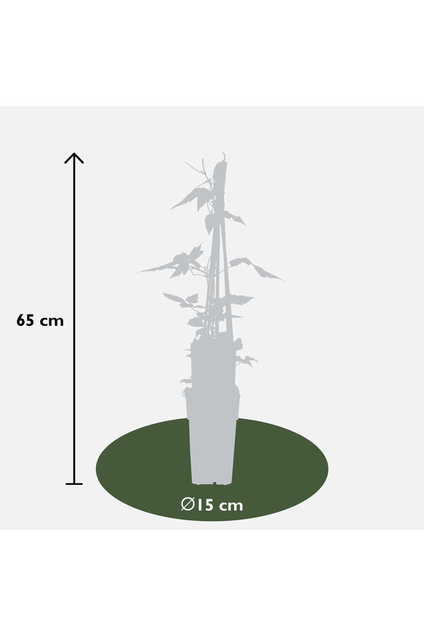 Powojnik drobnokwiatowy Rubens