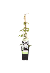 Powojnik wielkokwiatowy Grandiflora