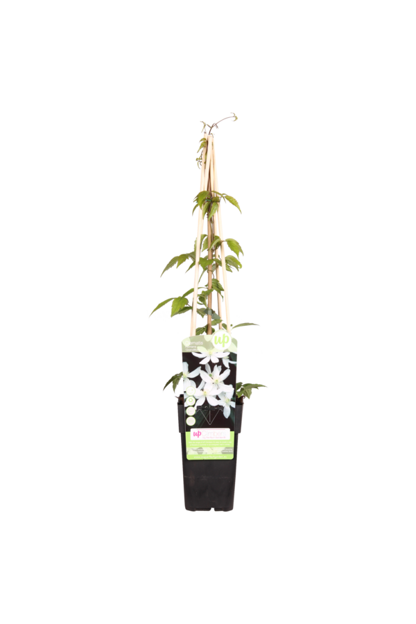 Powojnik wielkokwiatowy Grandiflora