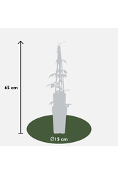 Powojnik wielkokwiatowy Grandiflora