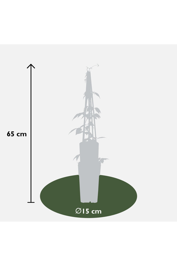 Powojnik wielkokwiatowy Grandiflora
