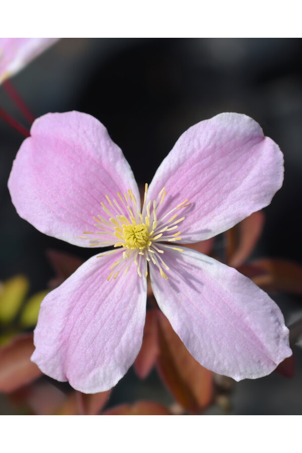 Clematis DrobnoKwiatowa Powojnik Fragrant Spring