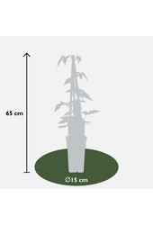 Powojnik drobnokwiatowy Fragrant Spring