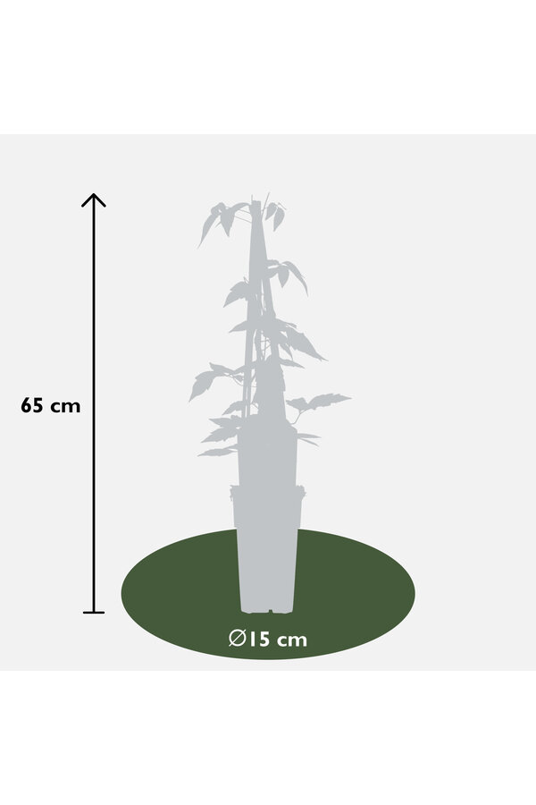 Clematis DrobnoKwiatowa Powojnik Fragrant Spring