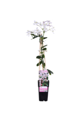 Powojnik Drobnozakwitający Bluszcz Jabłoni