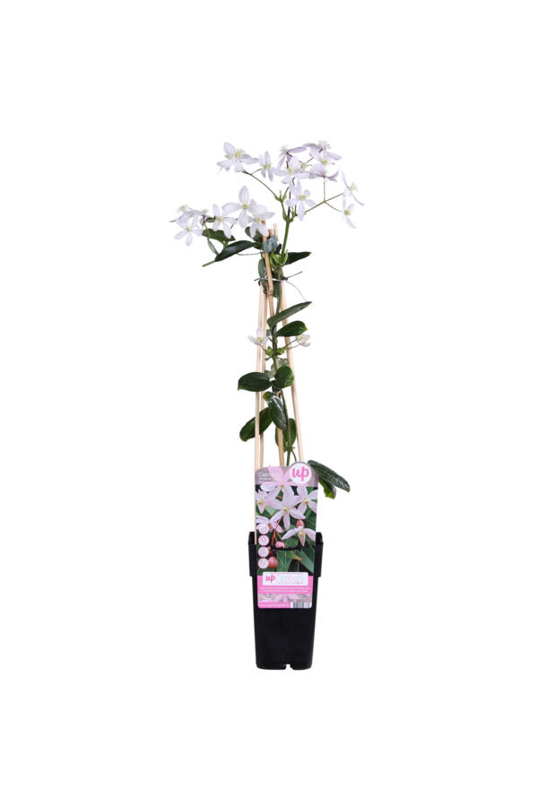 Powojnik Drobnozakwitający Bluszcz Jabłoni