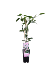 Powojnik drobnokwiatowy Jabłoniowy