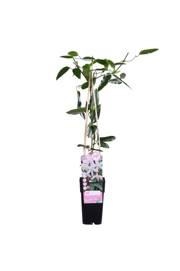 Powojnik Drobnozakwitający Bluszcz Jabłoni