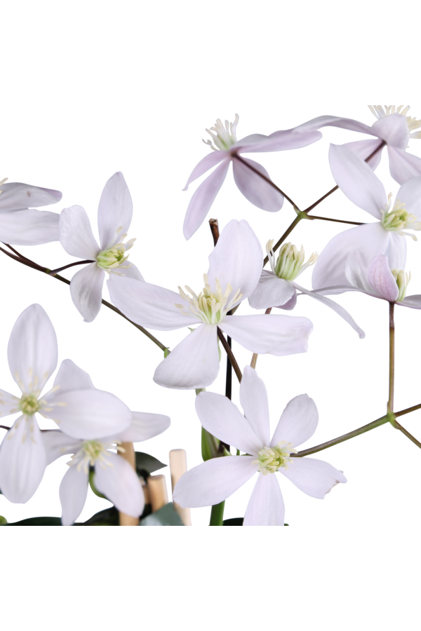 Powojnik drobnokwiatowy Jabłoniowy