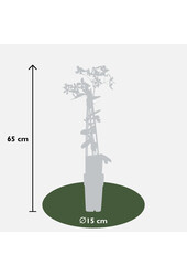 Powojnik Drobnozakwitający Bluszcz Jabłoni