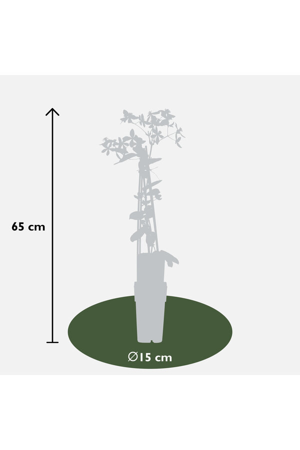 Powojnik drobnokwiatowy Jabłoniowy
