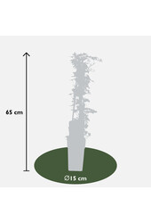 Bluszcz drobnolistny Helix