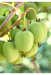 Roślina kiwi Kiwiberry (issai)