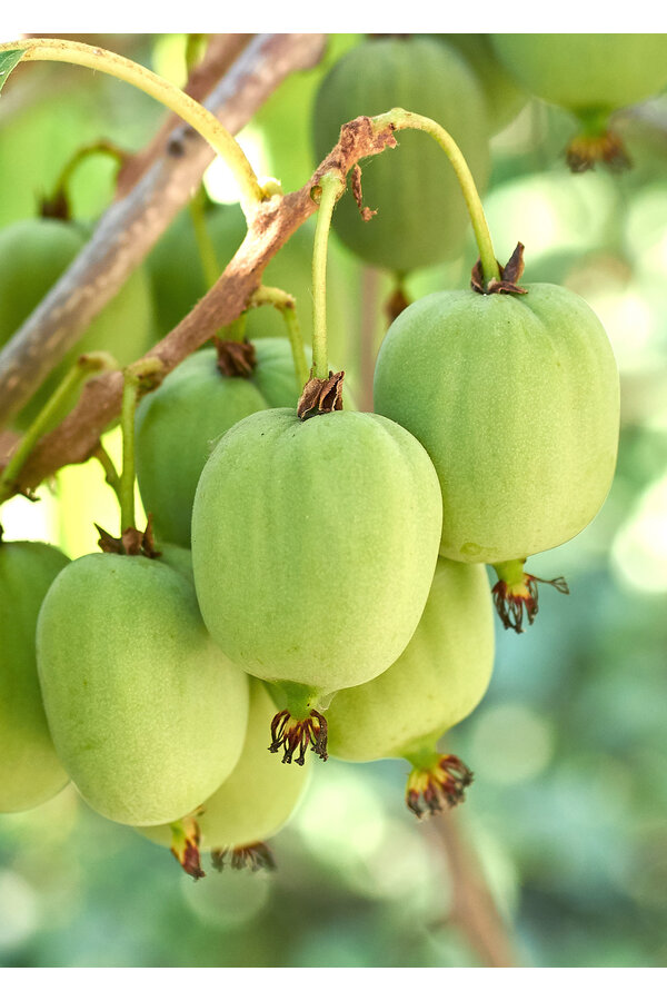 Roślina kiwi Kiwiberry (issai)