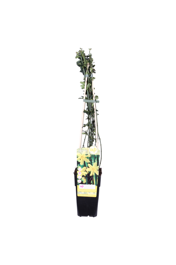 Jaśmin zimowy Nudiflorum