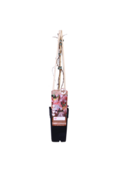 Dzika Winorośl Veitcha