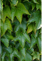 Dzika Winorośl Veitcha