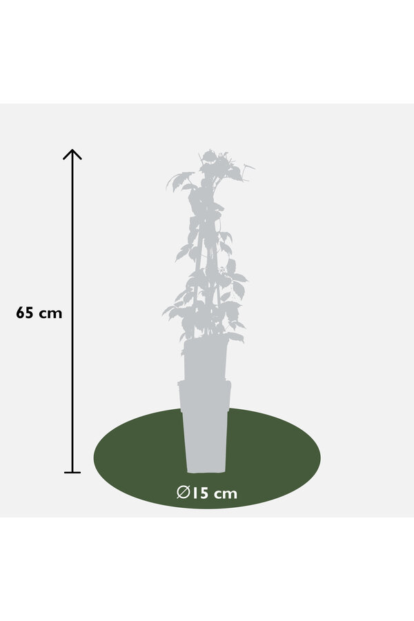 Dzika Winorośl Veitcha