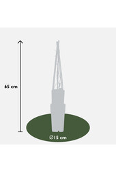 Dzika Winorośl Engelmannii