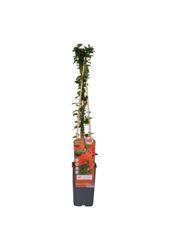 Ognista kolumna czerwona