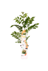 Trąbkowiec Indian Summer