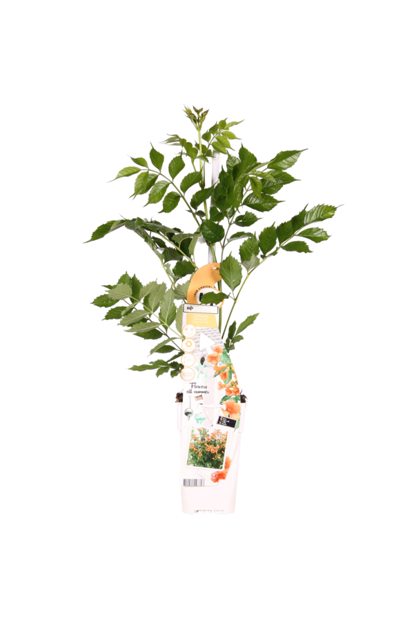 Liliowiec Indian Summer