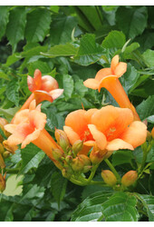 Trąbkowiec Indian Summer