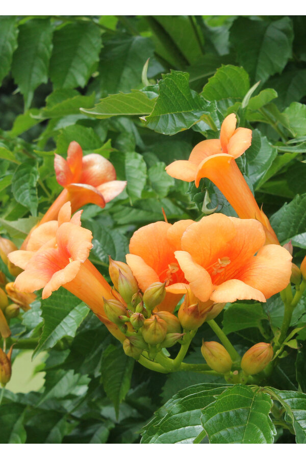 Trąbkowiec Indian Summer