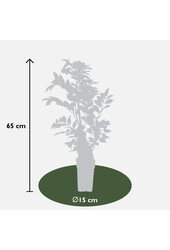 Liliowiec Indian Summer