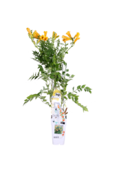 Trąbka Gold Trumpet