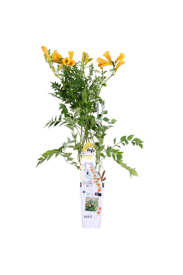 Trąbka Gold Trumpet