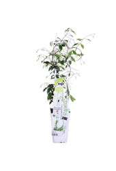 Jaśmin Toskański Gwiazda Wenecji