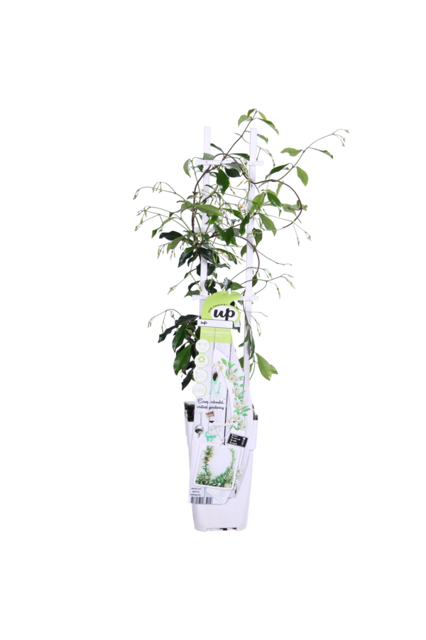 Jaśmin Toskański Gwiazda Wenecji