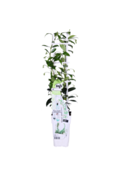 Jaśmin Toskański Gwiazda Wenecji