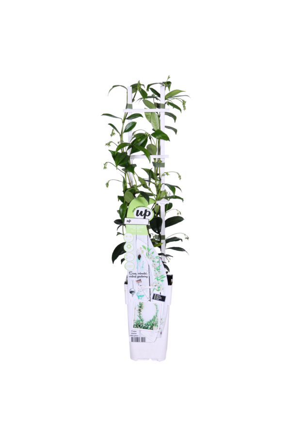 Jaśmin toskański Star Of Venice