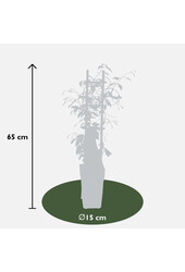 Jaśmin Toskański Gwiazda Wenecji