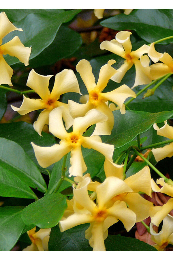 Jaśmin toskański Star Of Toscana