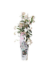 Jaśmin toskański Star Of Ibiza