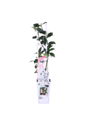 Jaśmin toskański Star Of Ibiza