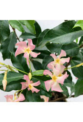 Jaśmin toskański Star Of Ibiza