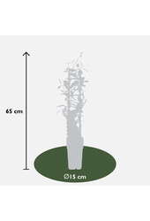 Jaśmin toskański Star Of Ibiza