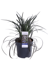 Wężobród Nigrescens