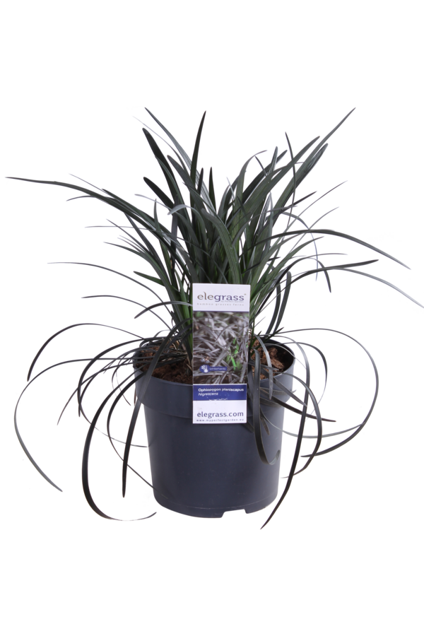 Wąż wąsaty Nigrescens