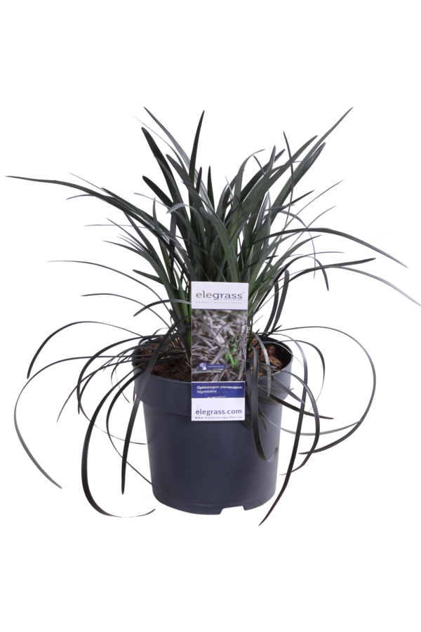 Wężobród Nigrescens