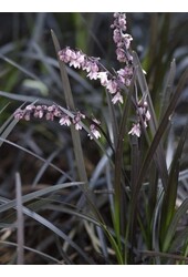 Wąż wąsaty Nigrescens