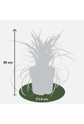 Wężobród Nigrescens